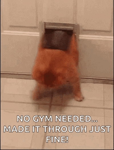 Dog Coming Out Of Door Saying No Gym Needed GIF