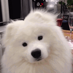 Dog Confused Face GIF