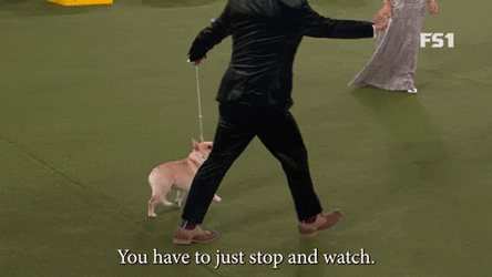 Dog Contest Walking GIF