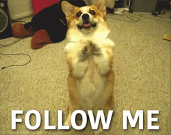 Dog Corgi Follow Him GIF
