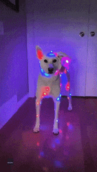 Dog Covered In Christmas Lights  GIF