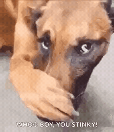 Dog Covering Mouth Saying Whoo Boy Stinky GIF