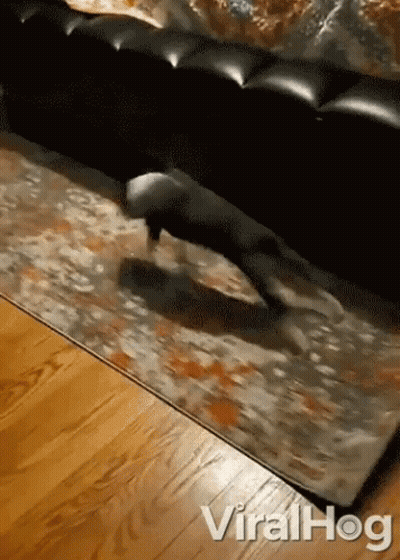 Dog Crawling On Rug GIF