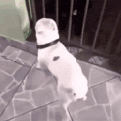 Dog Dance GIF