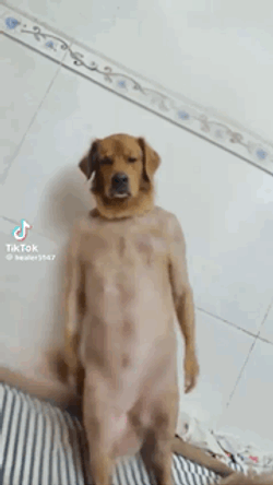 Dog Dancing Dog GIF