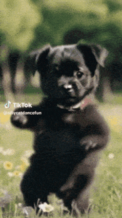 Dog Dancing Ego Dog Dance GIF