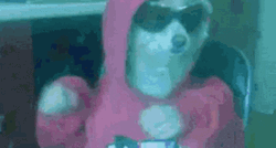 Dog Dancing In Red Hoodie GIF