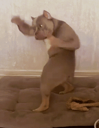 Dog Dancing On Couch With Stuffed Animal GIF