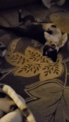 Dog Dancing On The Floor GIF