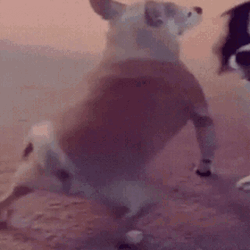 Dog Dancing Twerking GIF