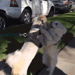 Dog Dancing With Other Dog GIF
