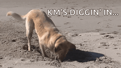Dog Digging Hole In Sand GIF