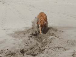 Dog Digging Sand GIF