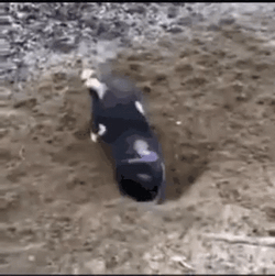Dog Digging Using His Back GIF