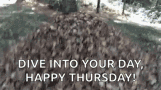 Dog Diving To Dried Leaves Funny Thursday Meme GIF
