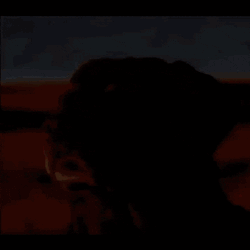Dog Dog Staring At Sun GIF