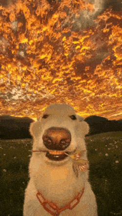 Dog Dogs GIF