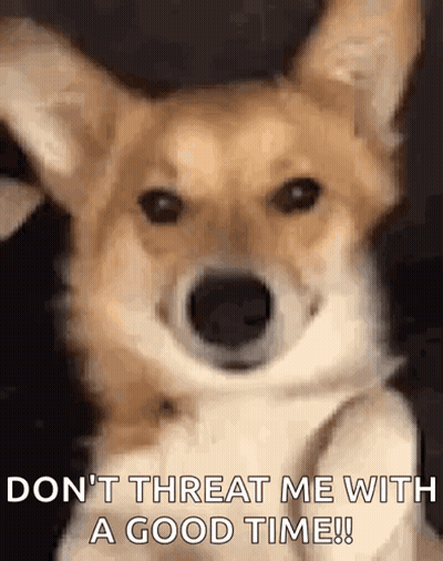 Dog Don't Threat Me With A Good Time GIF