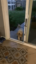 Dog Door Funny Animal  GIF