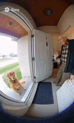 Dog Door GIF