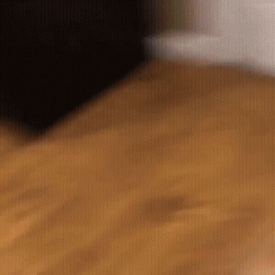 Dog Drag GIF
