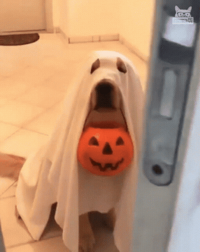 Dog Dressed As Ghost Holding Pumpkin Bucket GIF