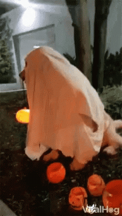 Dog Dressed As Ghost Next To Pumpkins GIF