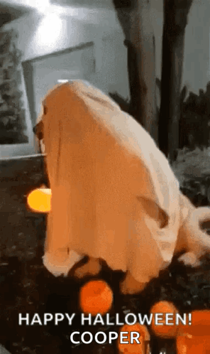 Dog Dressed As Ghost Standing Next To Pumpkins And Light GIF