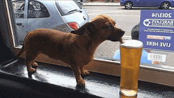 Dog Drinking Beer GIF