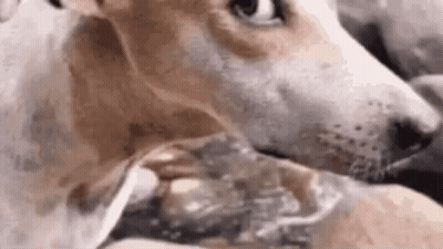 Dog Drinking From A Glass GIF