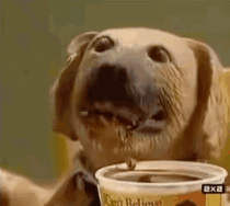 Dog Drinking From Plastic Cup GIF