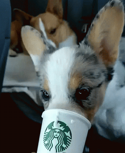 Dog Drinking From Starbucks Cup GIF