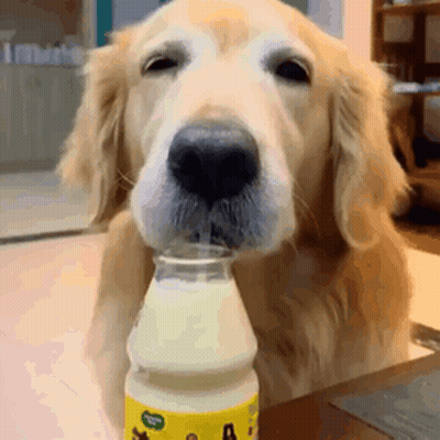 Dog Drinking Milk From Bottle GIF