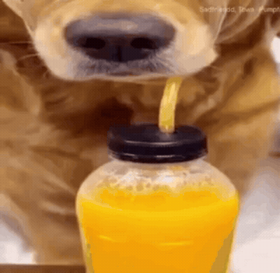 Dog Drinking Orange Juice Through Straw GIF