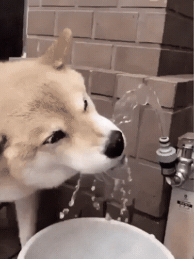 Dog Drinking Water From Faucet GIF