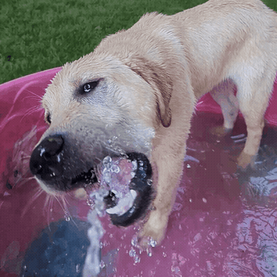 Dog Drinking Water From Pink Bowl GIF
