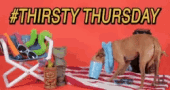 Dog Drinking Water Thirstday Funny Thursday Meme GIF | GIFDB.com