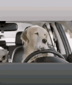 Dog Driver Driving GIF