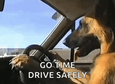 Dog Driving Car Go Time Drive Safely GIF
