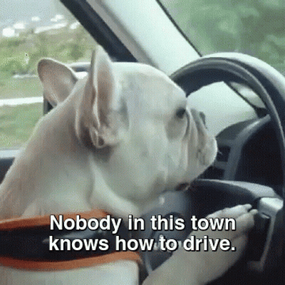 Dog Driving Car Nobody In This Town Knows How To Drive GIF
