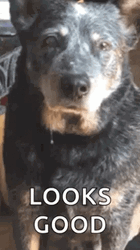 Dog Drooling Looks Good GIF