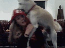 Dog Dry Hump Woman GIF