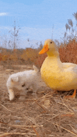 Dog Duck GIF