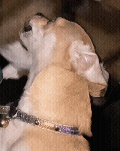 Dog Ear With Love GIF