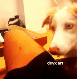 Dog Eat Mosquito   GIF