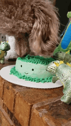 Dog Eating Birthday Cake Poodle GIF