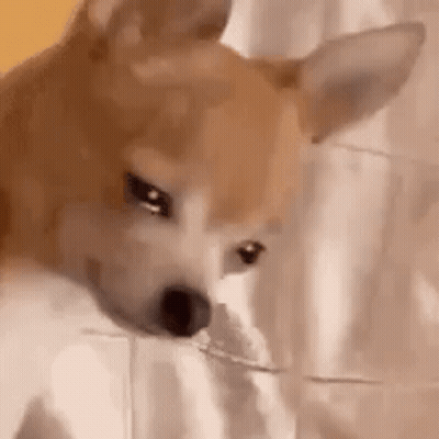 Dog Eating Bread GIF