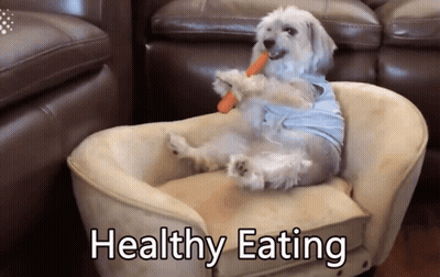Dog Eating Carrot Healthy Eating GIF
