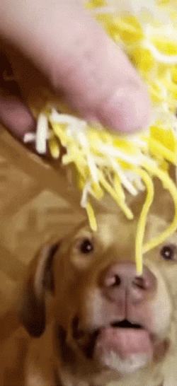 Dog Eating Cheese Meme GIF