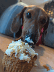 Dog Eating Cupcake GIF